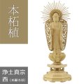 本柘植仏像 八角台座 西型阿弥陀【浄土真宗本願寺派】