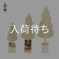 人と木シリーズ 森の木 スギ